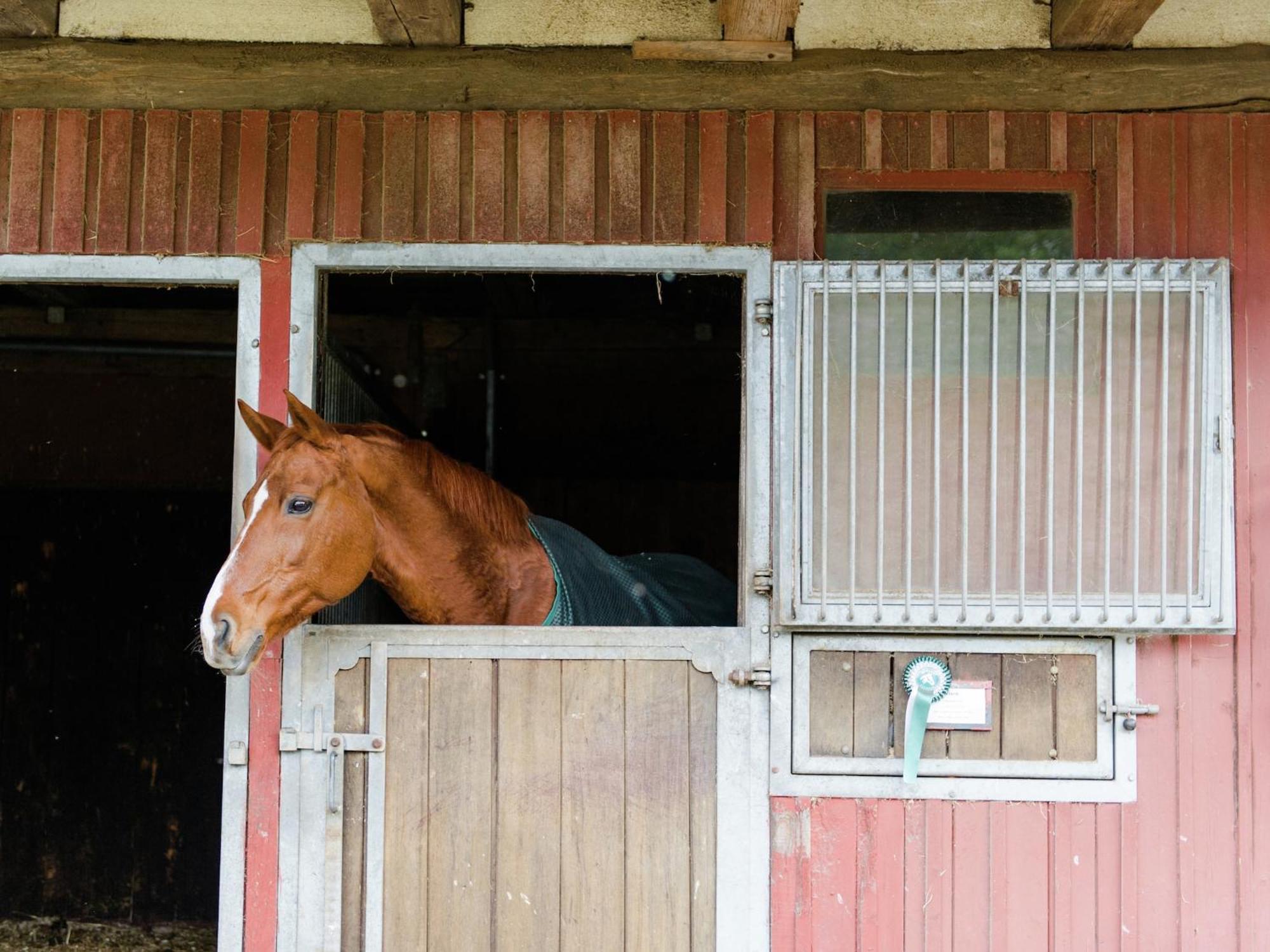 Cozy Holiday Home On A Horse Farm In The L Neburg Heath Eschede Exteriör bild