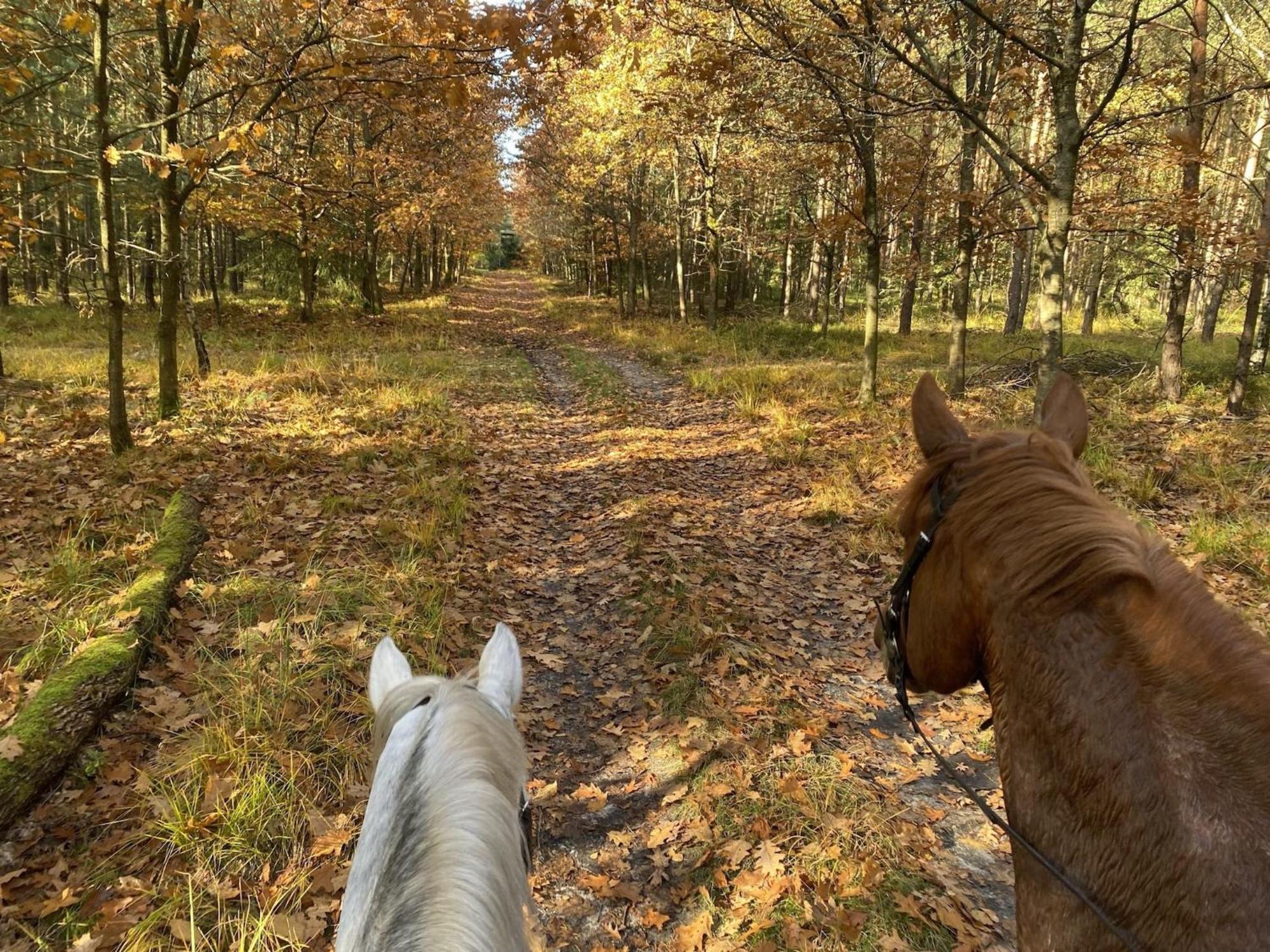 Cozy Holiday Home On A Horse Farm In The L Neburg Heath Eschede Exteriör bild