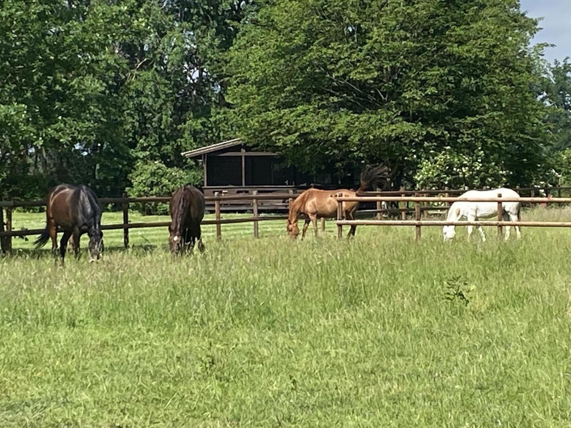 Cozy Holiday Home On A Horse Farm In The L Neburg Heath Eschede Exteriör bild